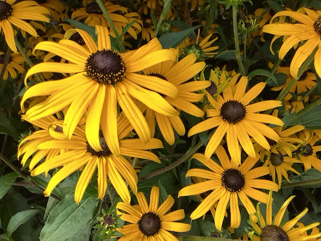 20 rudbeckia - afbeelding 1 van  1