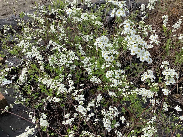 20 spirea arguta - afbeelding 1 van  1