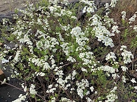 20 spirea arguta - afbeelding 1 van  1