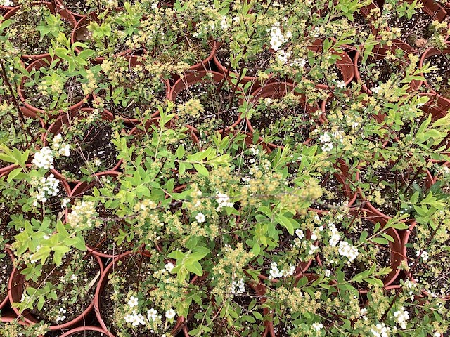 20 spirea arguta - afbeelding 1 van  1