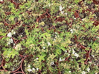 20 spirea arguta - afbeelding 1 van  1