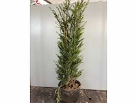 20 taxus 100-120 - afbeelding 2 van  2