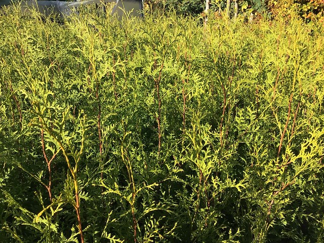 20 thuya 130-150 - afbeelding 1 van  2