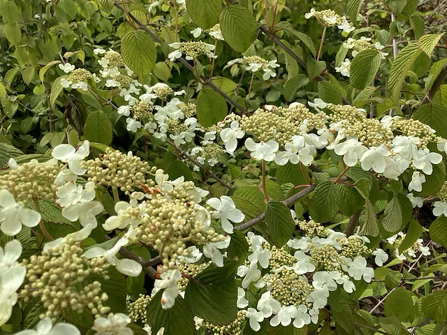 20 viburnum plicatum - afbeelding 3 van  4