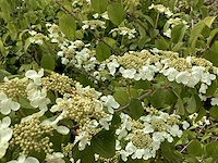 20 viburnum plicatum - afbeelding 3 van  4