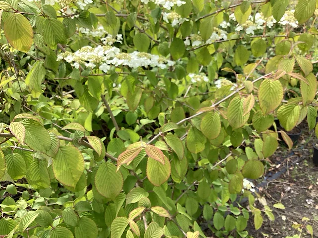 20 viburnum plicatum - afbeelding 4 van  4