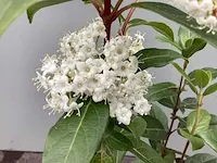 20 viburnum tinus - afbeelding 1 van  2