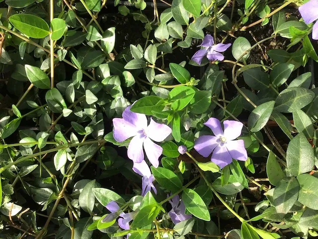 20 vinca - afbeelding 2 van  2