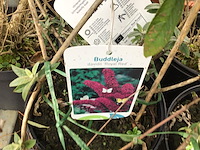 20 vlinderstruiken - afbeelding 1 van  4