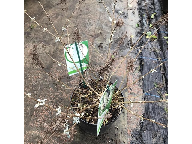 20 vlinderstruiken - afbeelding 4 van  4