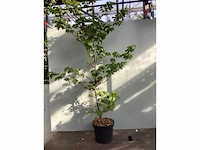 200 fagus sylvatica 140-160 - afbeelding 2 van  2