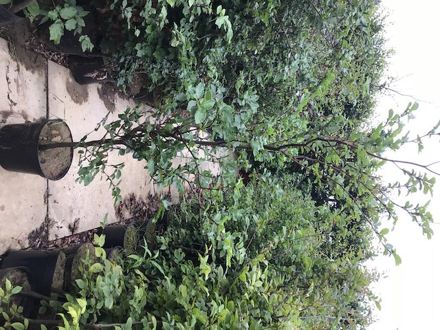 200 groene beuk 140-160 - afbeelding 2 van  2