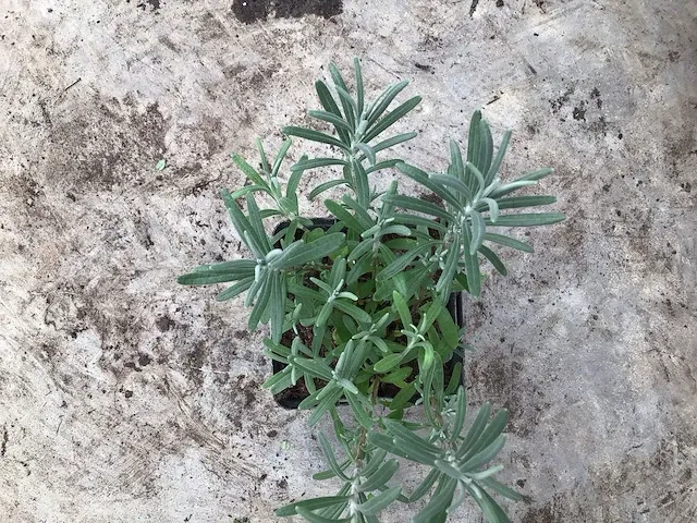 200 lavendel in potmaat p9 - afbeelding 2 van  3