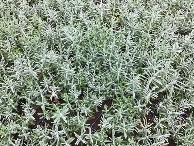 200 lavendel in potmaat p9 - afbeelding 3 van  3
