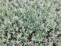 200 lavendel in potmaat p9 - afbeelding 3 van  3