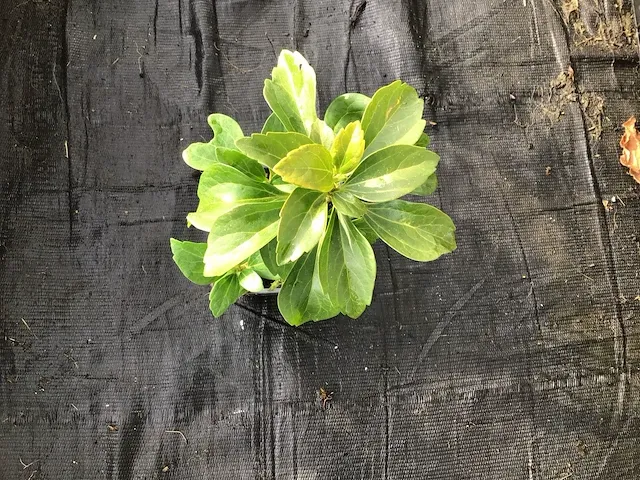 200 pachysandra - afbeelding 1 van  2