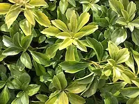 200 pachysandra - afbeelding 2 van  2