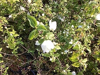 200 philadelphius - afbeelding 1 van  3