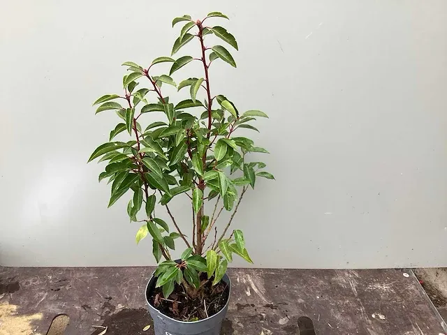 200 prunus lucitanica - afbeelding 1 van  2