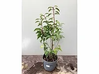 200 prunus lucitanica - afbeelding 2 van  2