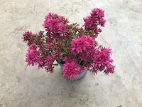 200 sedum mix - afbeelding 1 van  3