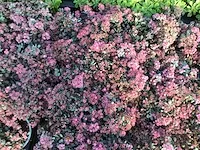 200 sedum mix - afbeelding 2 van  3