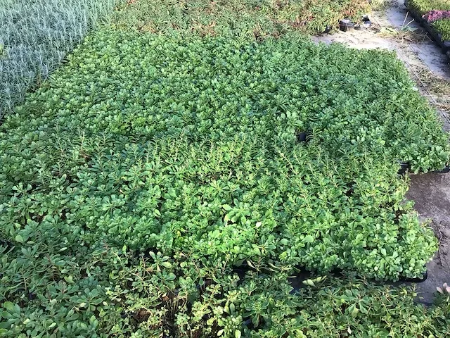 200 sedum mix - afbeelding 3 van  3