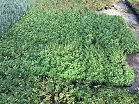 200 sedum mix - afbeelding 3 van  3