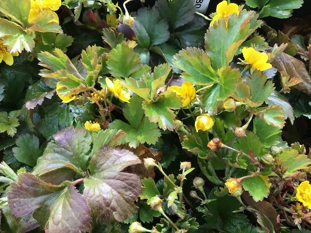 200 waldsteinia - afbeelding 1 van  1