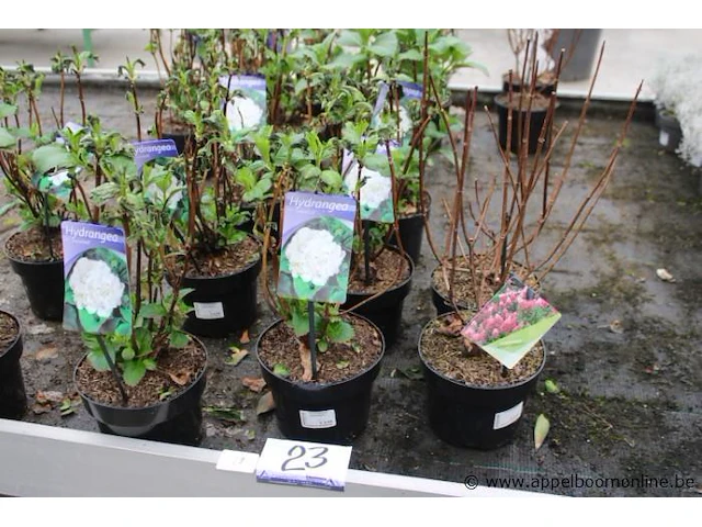 21 buitenplanten hydrangea snowball - afbeelding 1 van  2