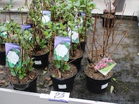 21 buitenplanten hydrangea snowball - afbeelding 1 van  2