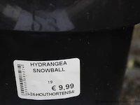 21 buitenplanten hydrangea snowball - afbeelding 2 van  2