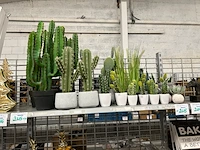 22 decoratieve nepplanten - afbeelding 1 van  5