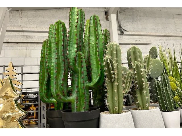 22 decoratieve nepplanten - afbeelding 2 van  5