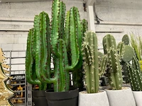 22 decoratieve nepplanten - afbeelding 2 van  5