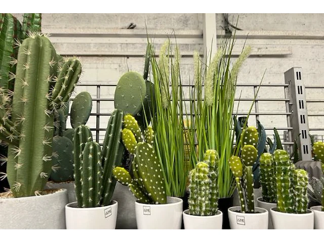 22 decoratieve nepplanten - afbeelding 4 van  5