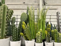 22 decoratieve nepplanten - afbeelding 4 van  5