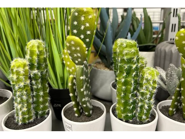 22 decoratieve nepplanten - afbeelding 5 van  5