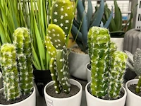 22 decoratieve nepplanten - afbeelding 5 van  5