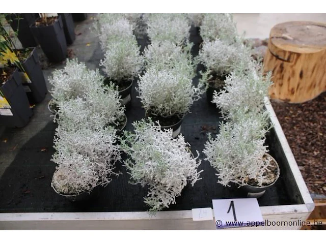 24 buitenplanten calcephalus brownii - afbeelding 1 van  2