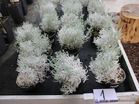 24 buitenplanten calcephalus brownii