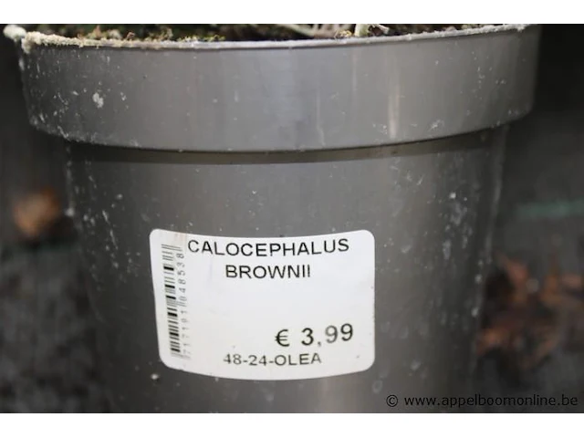 24 buitenplanten calcephalus brownii - afbeelding 2 van  2