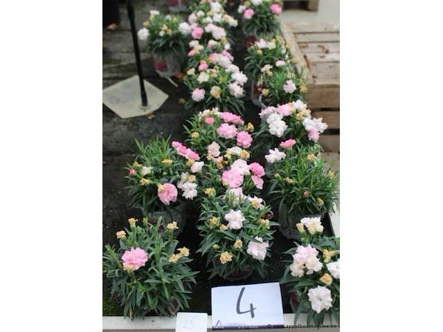25 buitenplanten anjers - afbeelding 1 van  1