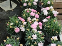 25 buitenplanten anjers
