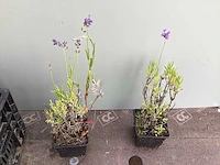 25 lavendel - afbeelding 2 van  2