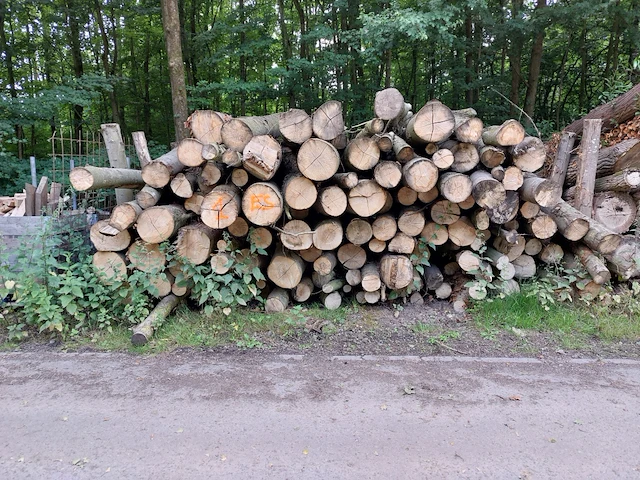 25 stère es, els, esdoorn - afbeelding 1 van  1