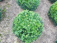 25 x buxus bol - afbeelding 1 van  3