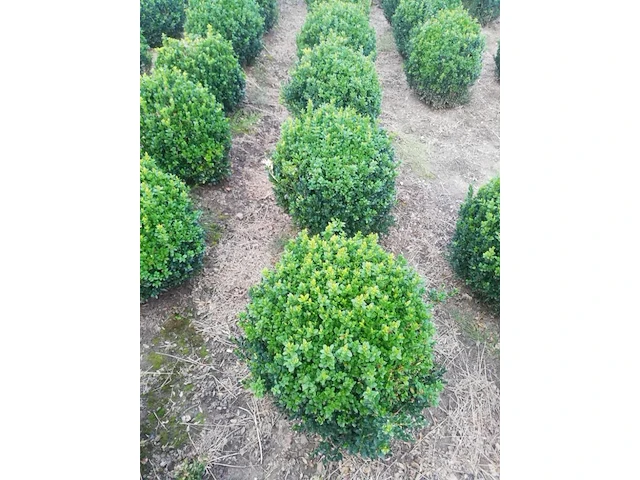 25 x buxus bol - afbeelding 3 van  3