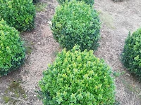 25 x buxus bol - afbeelding 3 van  3