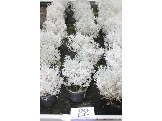26 buitenplanten calocephalus brown - afbeelding 1 van  2